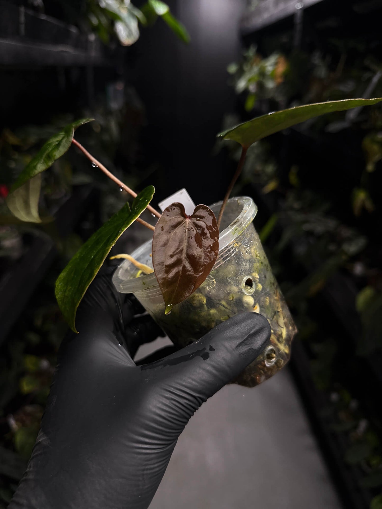 Anthurium ('Midnight Velvet' x crystallinum) x #BlackCherry 'Red' • select holdback