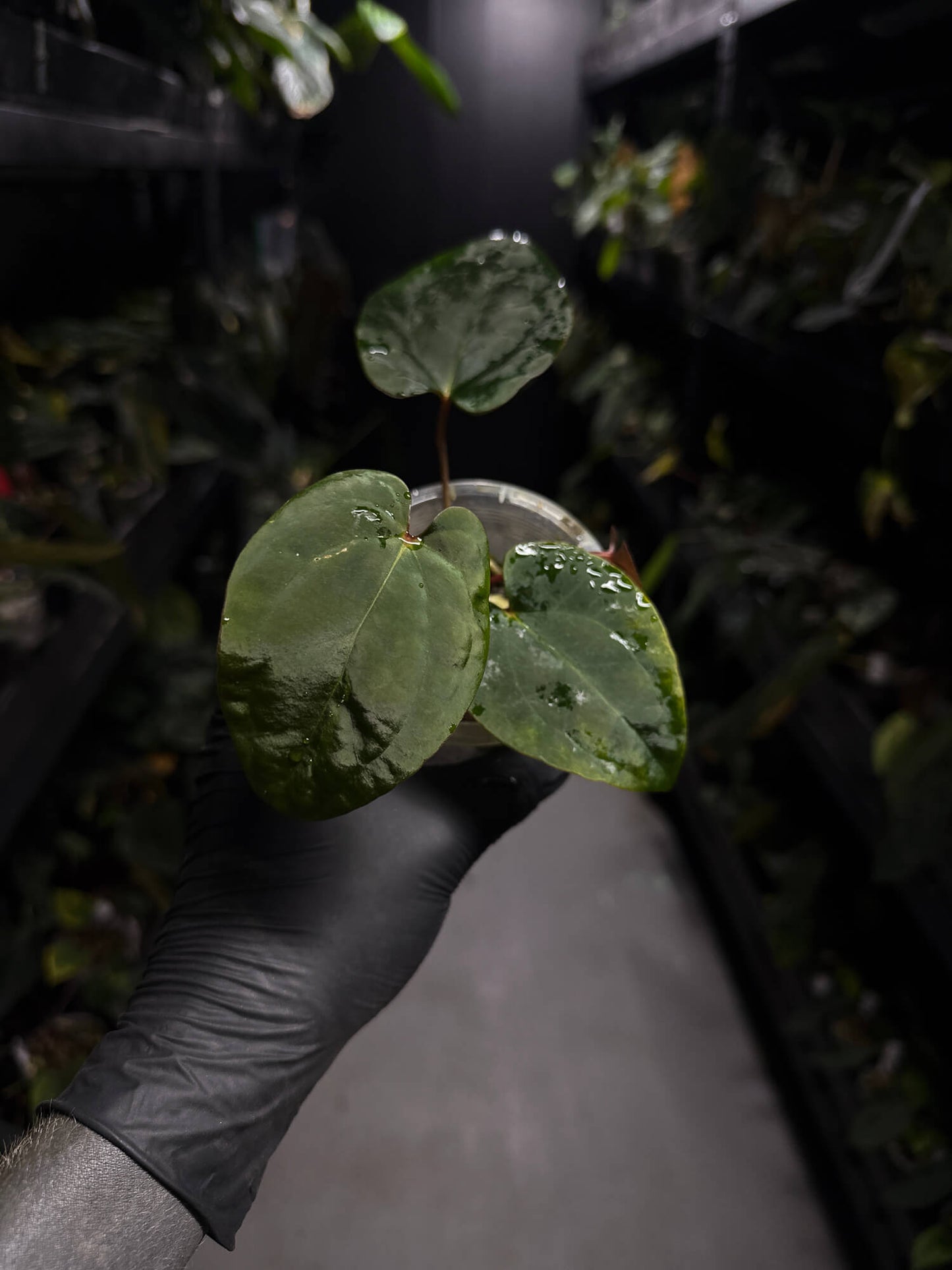 Anthurium ('Midnight Velvet' x crystallinum) x #BlackCherry 'Red' • select holdback