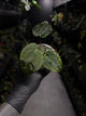 Anthurium ('Midnight Velvet' x crystallinum) x #BlackCherry 'Red' • select holdback
