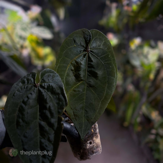 Anthurium 'Ace of Spades Dark Form' (ex. Tezula)