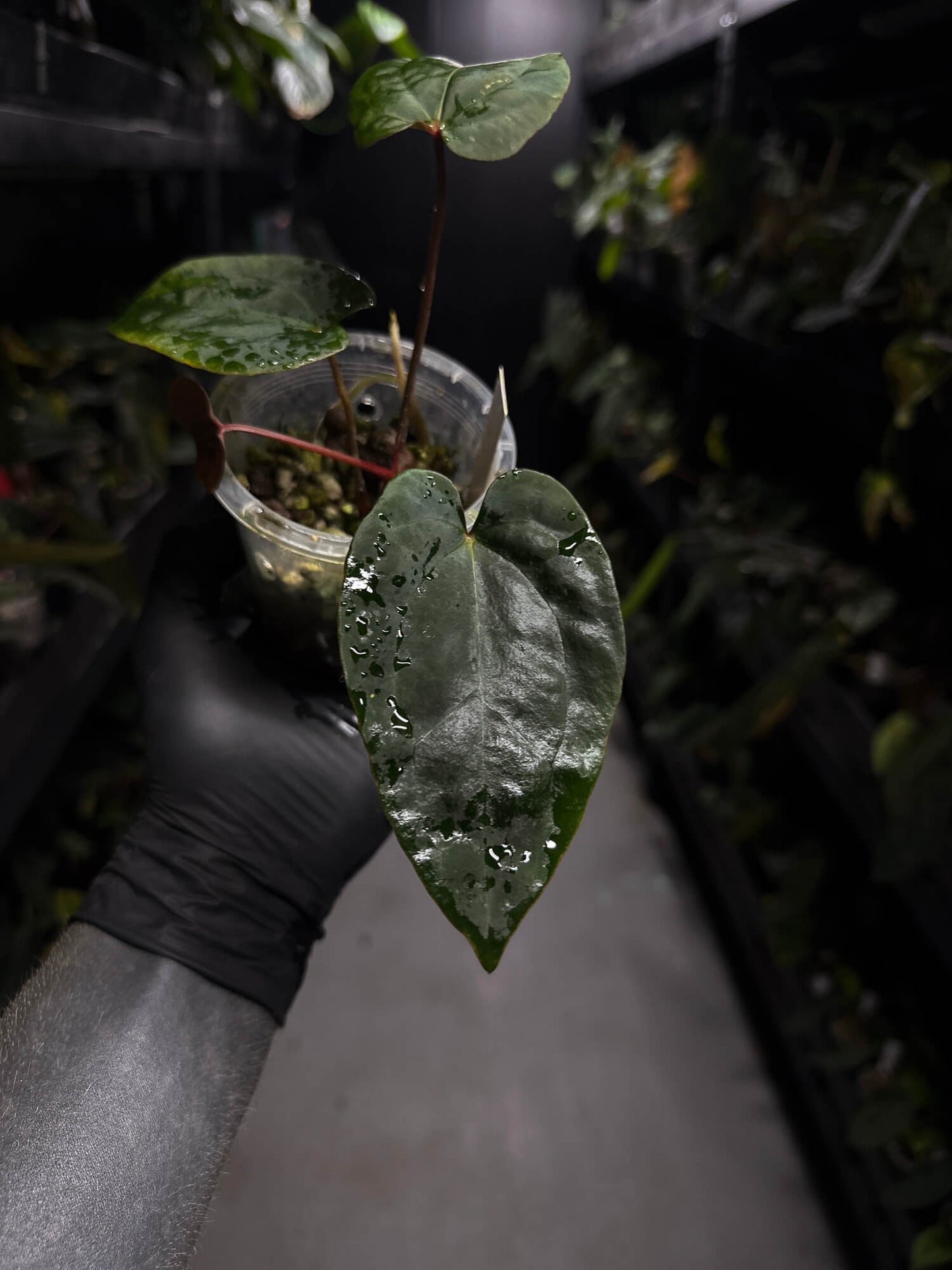 Anthurium ('Midnight Velvet' x crystallinum) x #BlackCherry 'Red' • select holdback