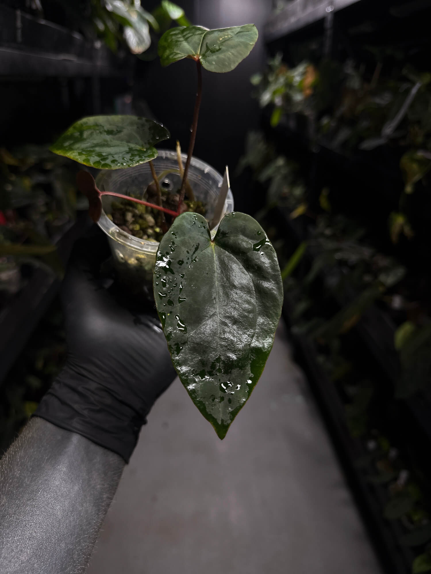 Anthurium ('Midnight Velvet' x crystallinum) x #BlackCherry 'Red' • select holdback