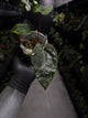 Anthurium ('Midnight Velvet' x crystallinum) x #BlackCherry 'Red' • select holdback