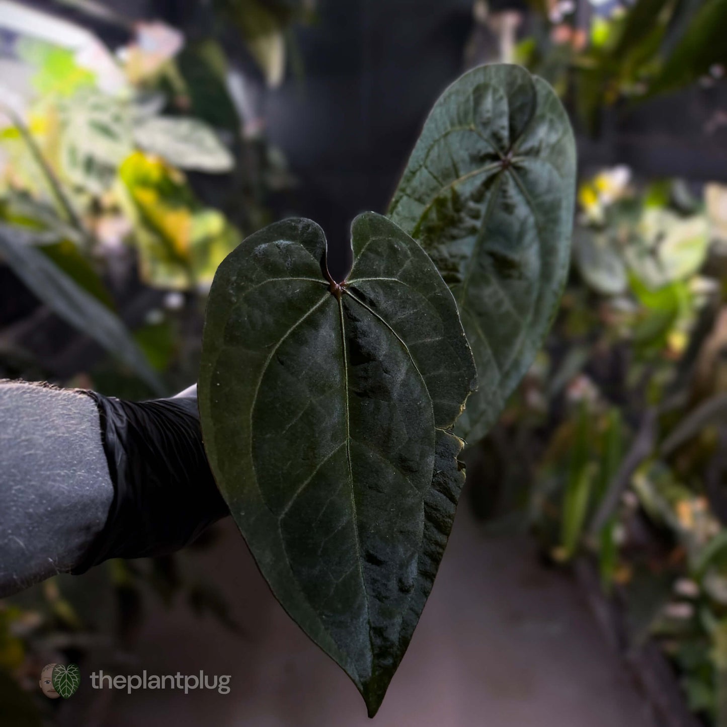 Anthurium 'Ace of Spades Dark Form' (ex. Tezula)