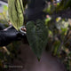 Anthurium 'Ace of Spades Dark Form' (ex. Tezula)