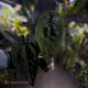 Anthurium 'Ace of Spades Dark Form' (ex. Tezula)
