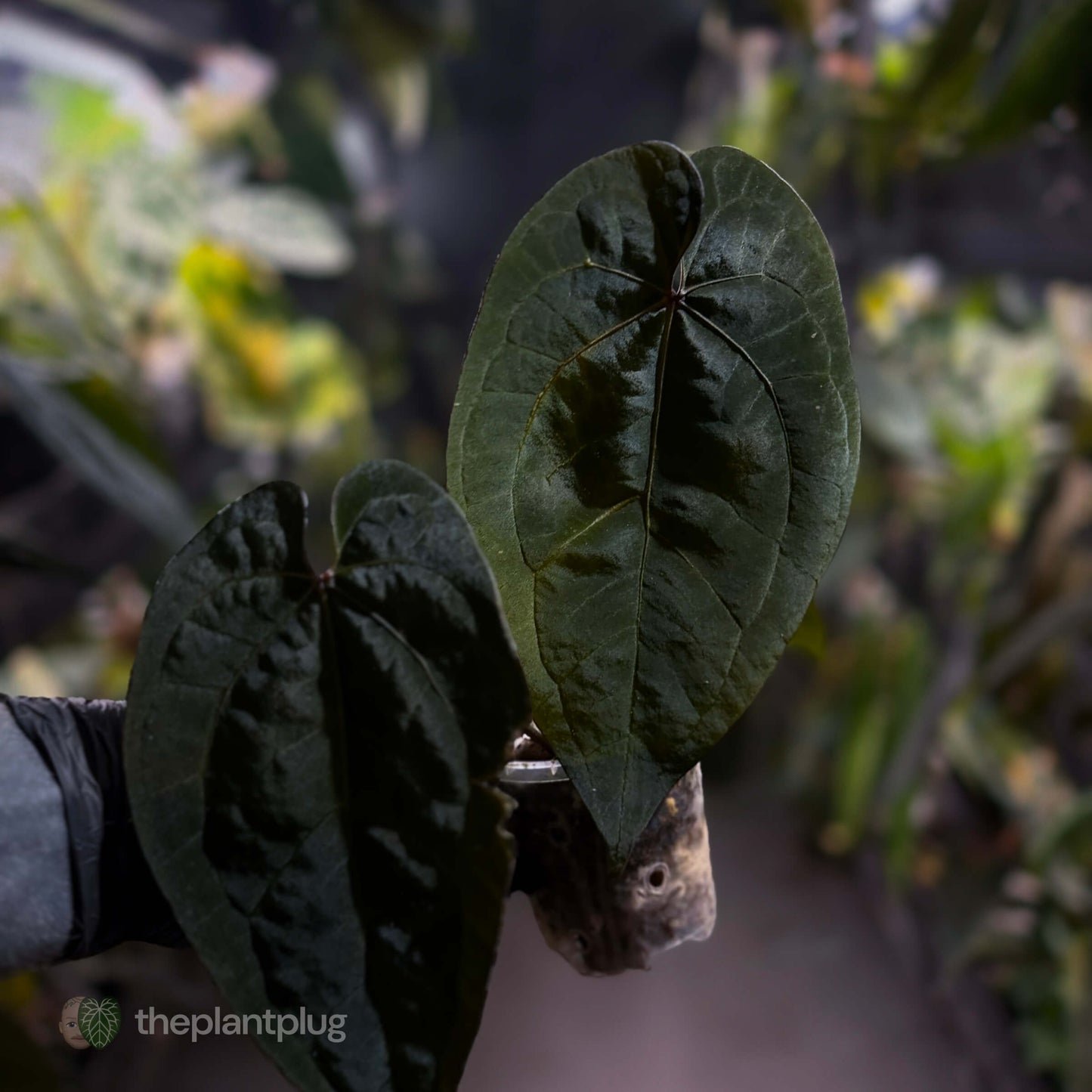 Anthurium 'Ace of Spades Dark Form' (ex. Tezula)