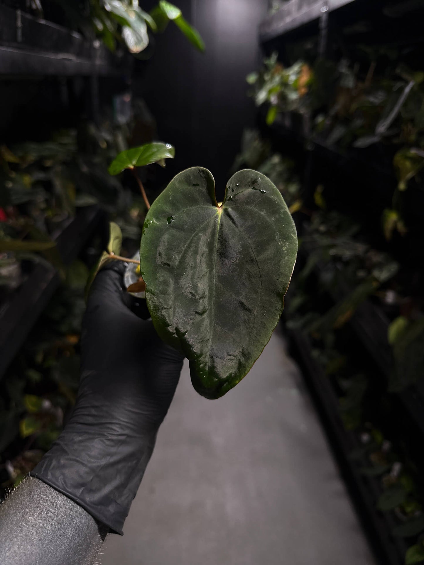 Anthurium ('Midnight Velvet' x crystallinum) x #BlackCherry 'Red' • select holdback