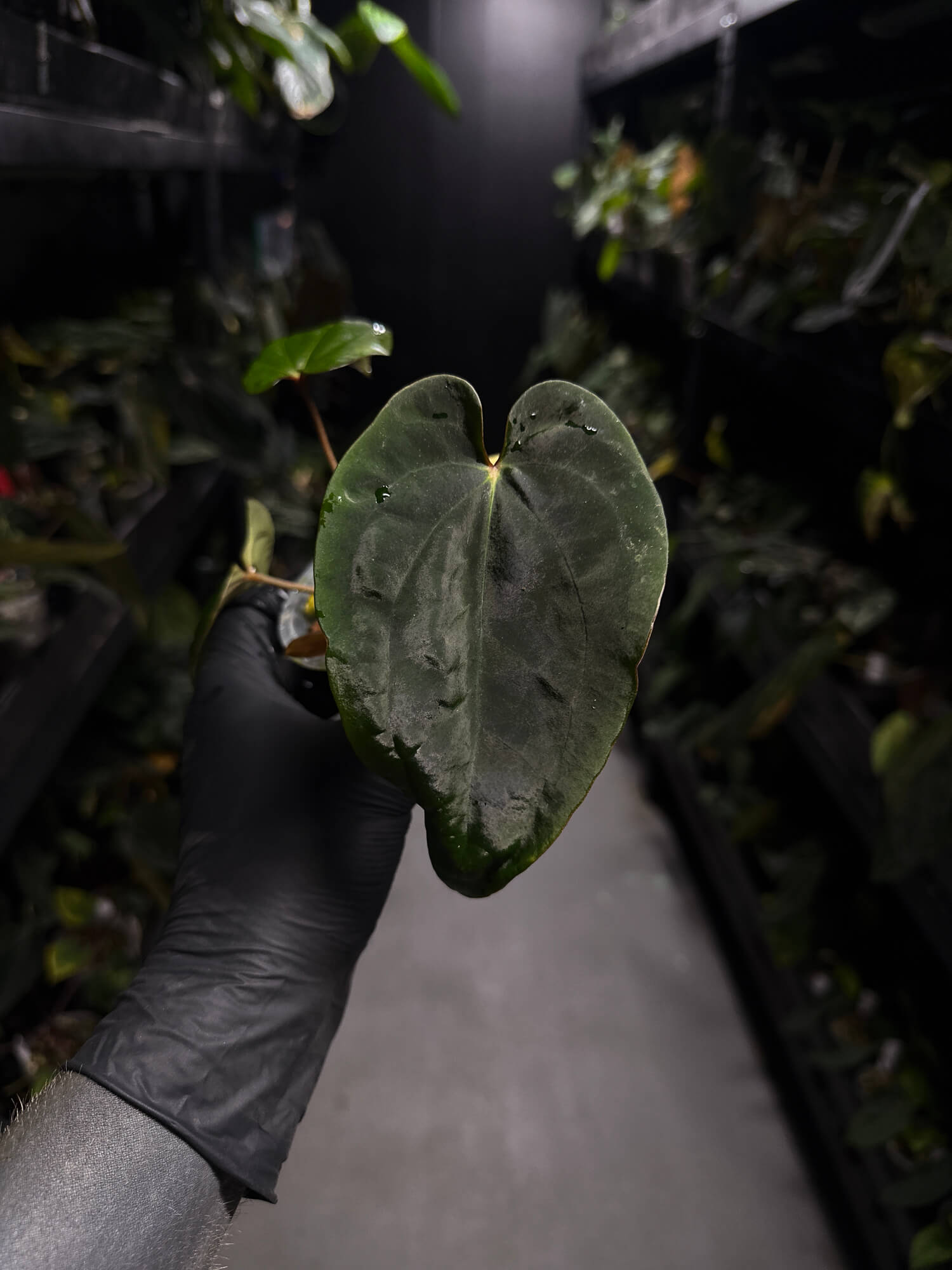 Anthurium ('Midnight Velvet' x crystallinum) x #BlackCherry 'Red' • select holdback