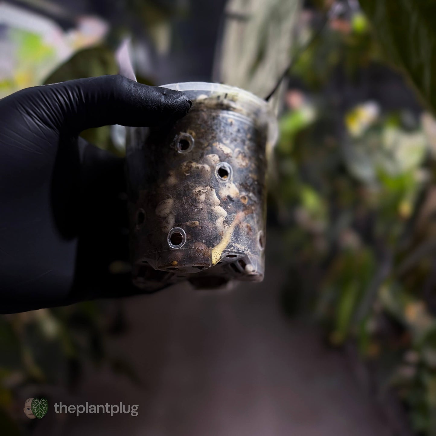 Anthurium 'Ace of Spades Dark Form' (ex. Tezula)