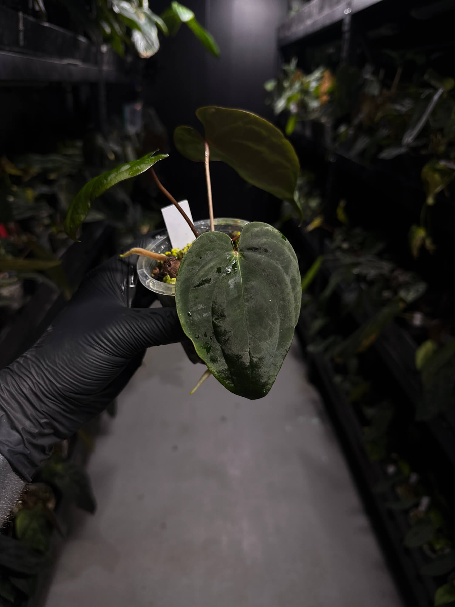 Anthurium ('Midnight Velvet' x crystallinum) x #BlackCherry 'Red' • select holdback