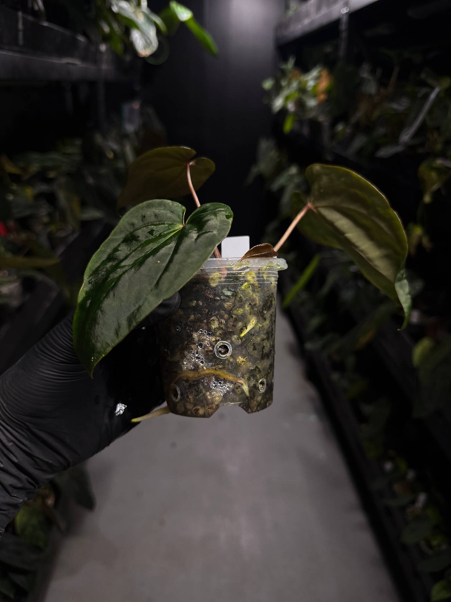 Anthurium ('Midnight Velvet' x crystallinum) x #BlackCherry 'Red' • select holdback