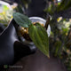 Anthurium ('AOS' x 'BVEP') x (carlablackiae x 'BVEP') • select holdback