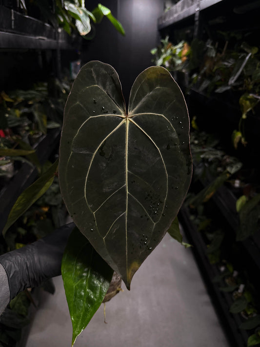 Anthurium carlablackiae ('GPH-001' x 'RA') x 'RVDP' • select plant