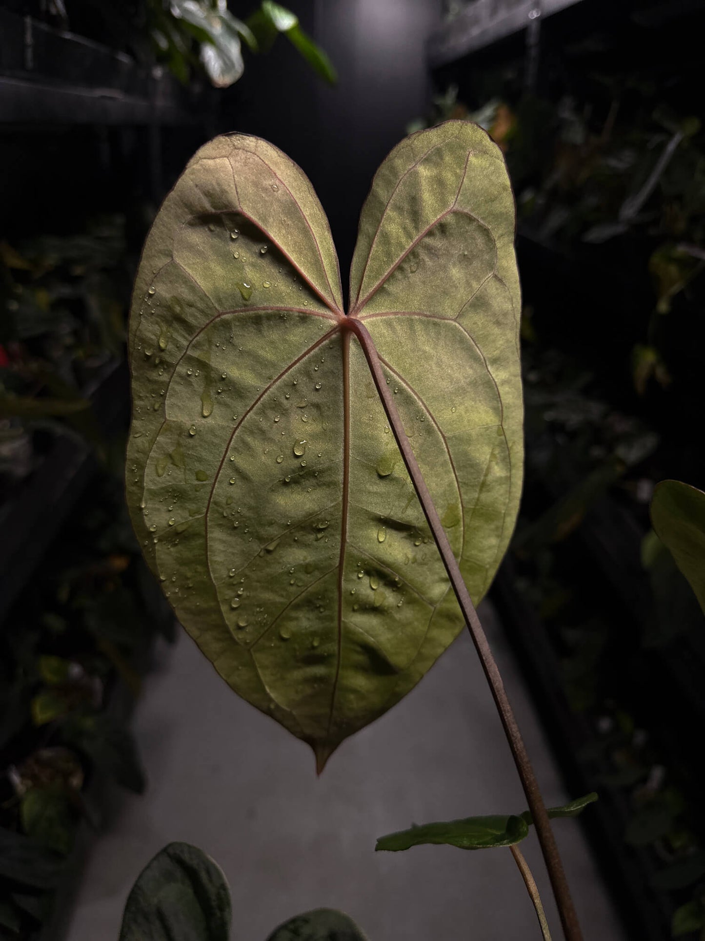 Anthurium carlablackiae ('GPH-001' x 'RA') x 'RVDP' • select plant