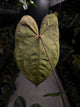 Anthurium carlablackiae ('GPH-001' x 'RA') x 'RVDP' • select plant