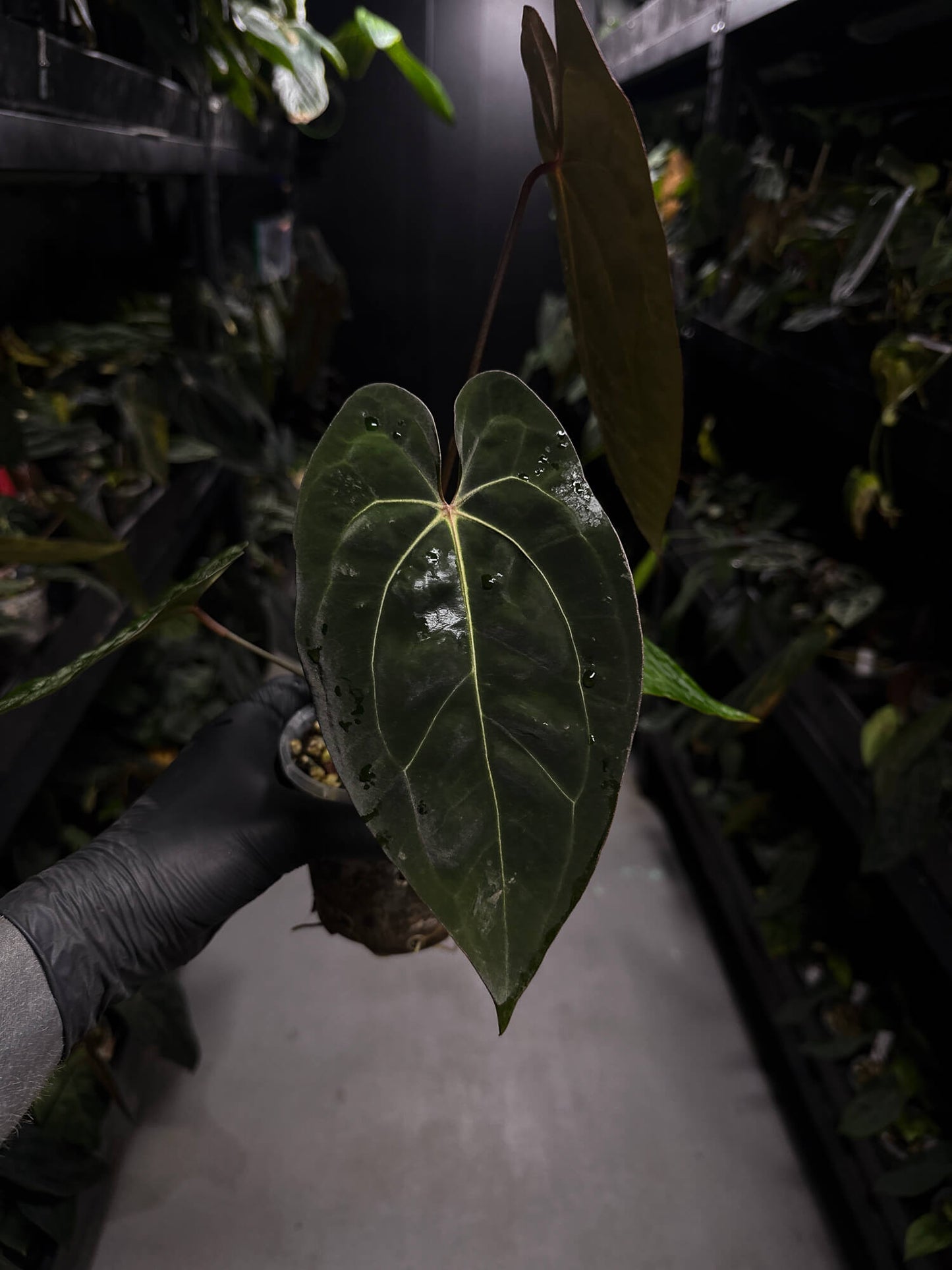 Anthurium carlablackiae ('GPH-001' x 'RA') x 'RVDP' • select plant