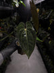 Anthurium carlablackiae ('GPH-001' x 'RA') x 'RVDP' • select plant