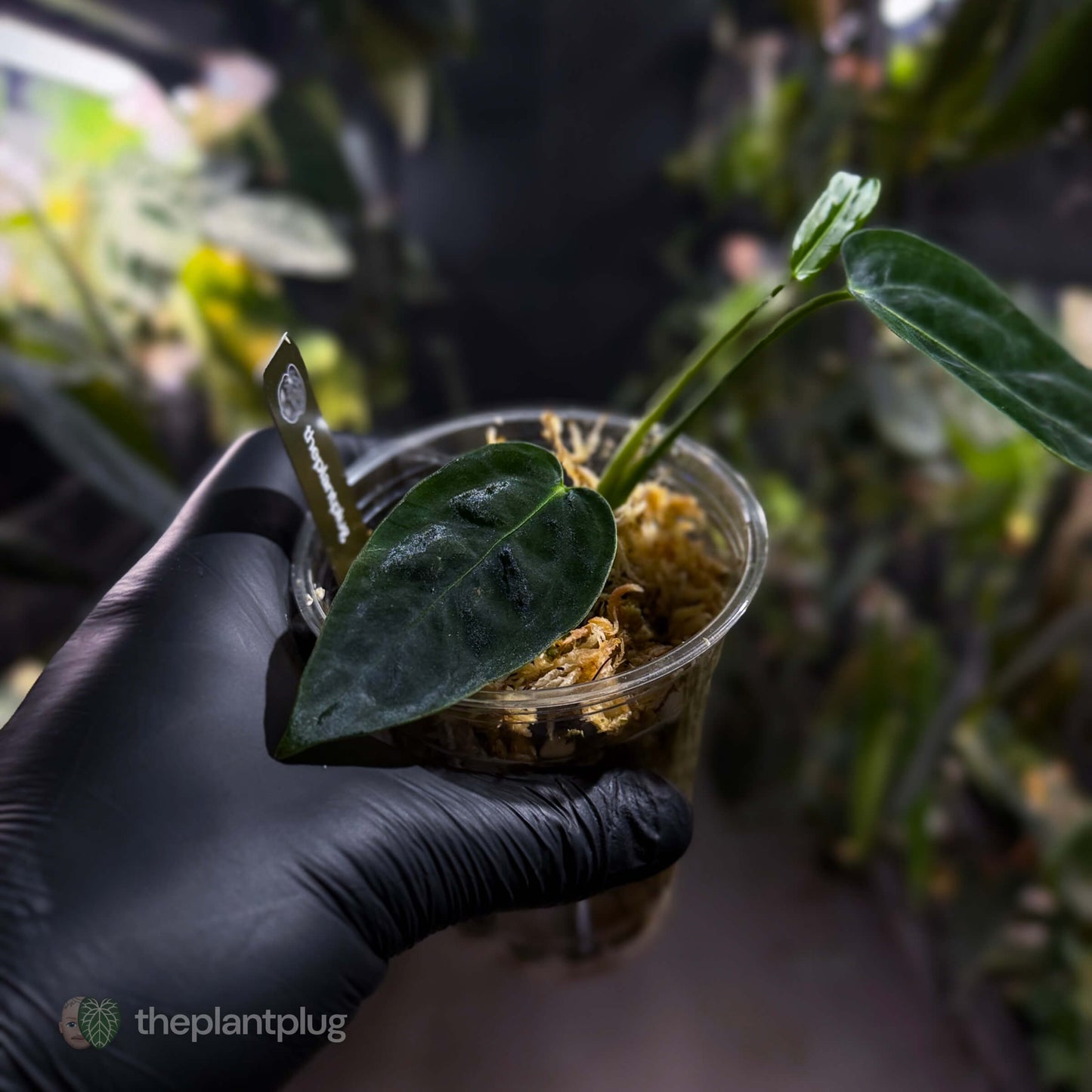 Anthurium 'dressleri' (MP) x warocqueanum