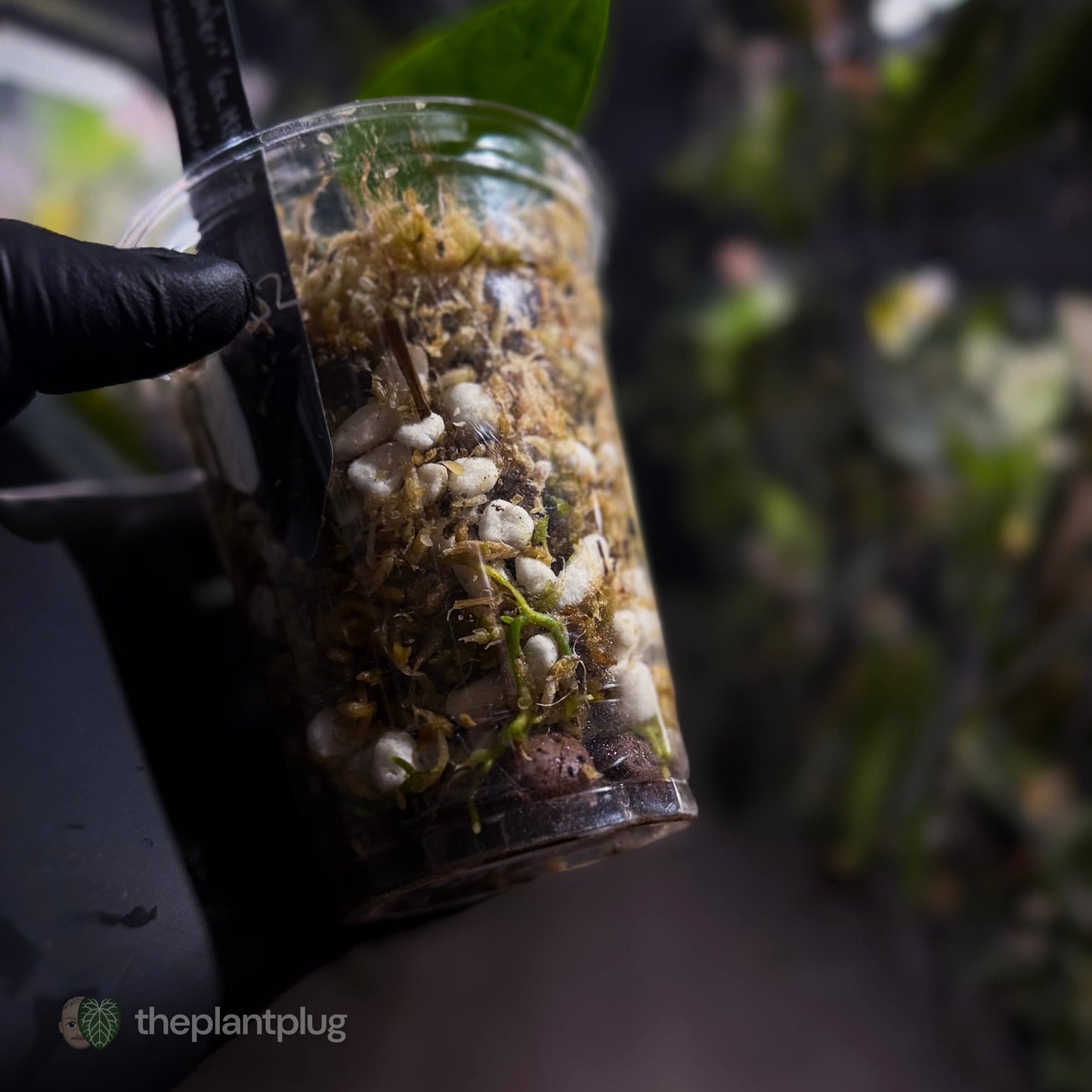 Anthurium 'dressleri' (MP) x warocqueanum