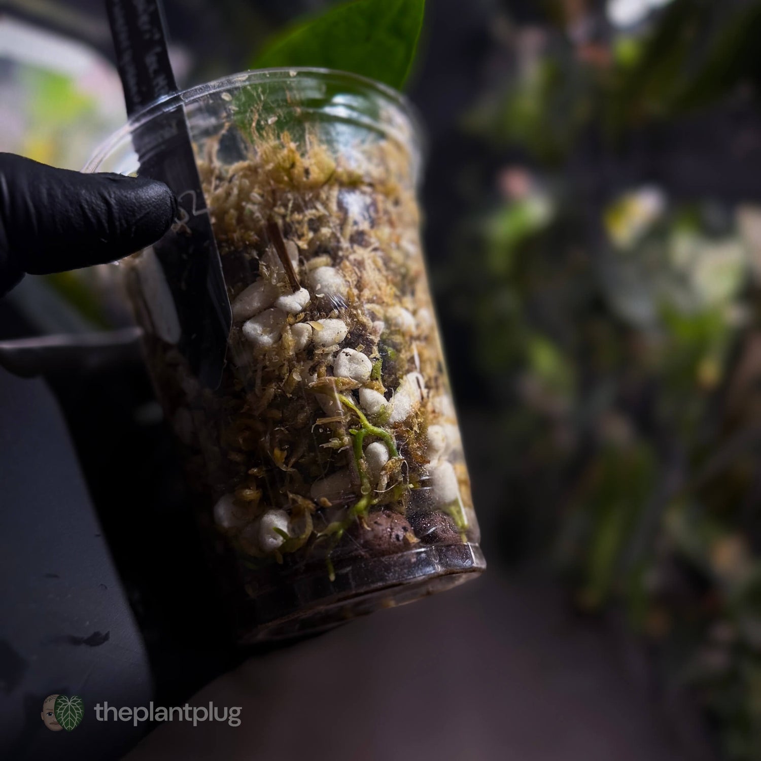 Anthurium 'dressleri' (MP) x warocqueanum