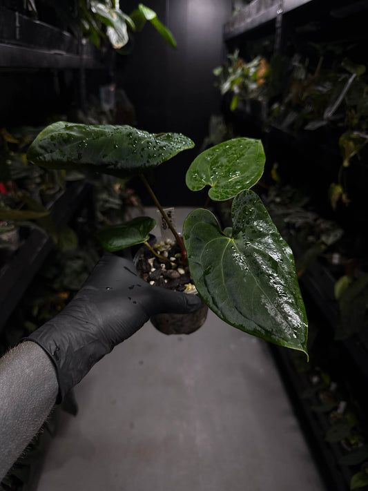 Anthurium papillilaminum 'RA6' x 'RVDP'