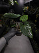 Anthurium papillilaminum 'RA6' x 'RVDP'