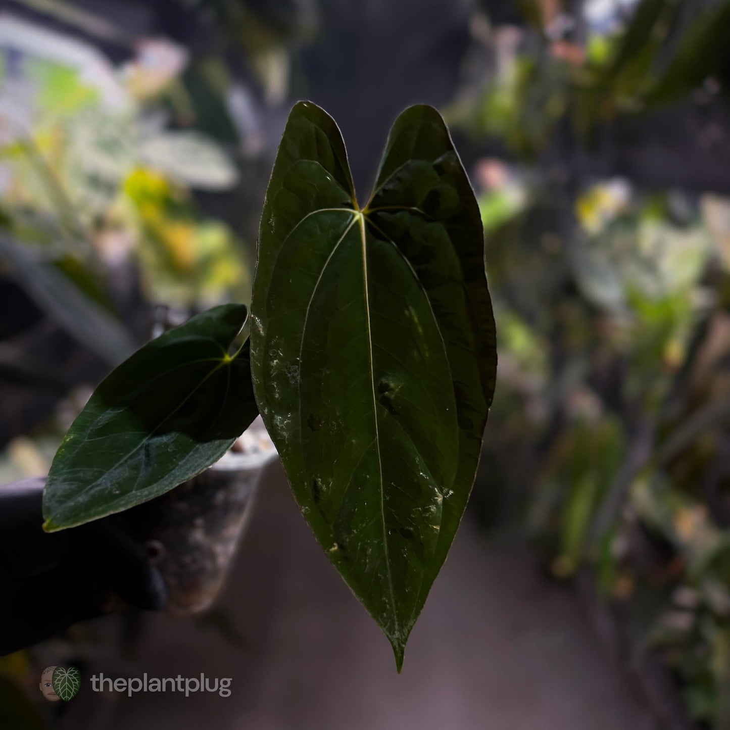 Anthurium papillilaminum FSRL x ((dress x carla) x BVEP) 🌟