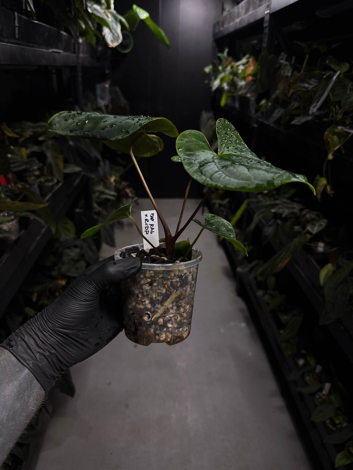 Anthurium papillilaminum 'RA6' x 'RVDP'