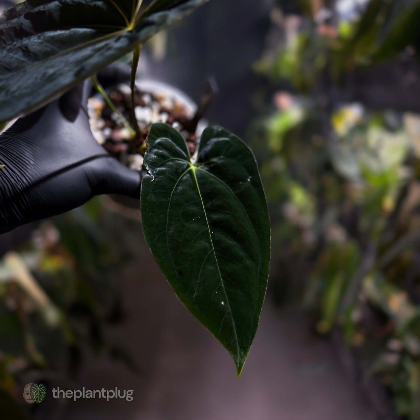 Anthurium papillilaminum FSRL x ((dress x carla) x BVEP) 🌟