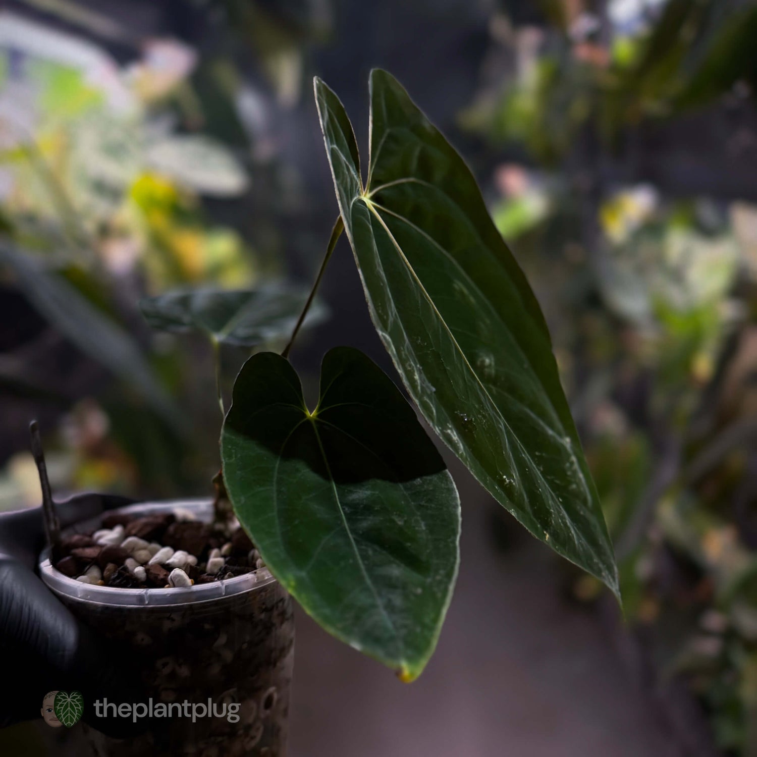 Anthurium papillilaminum FSRL x ((dress x carla) x BVEP) 🌟