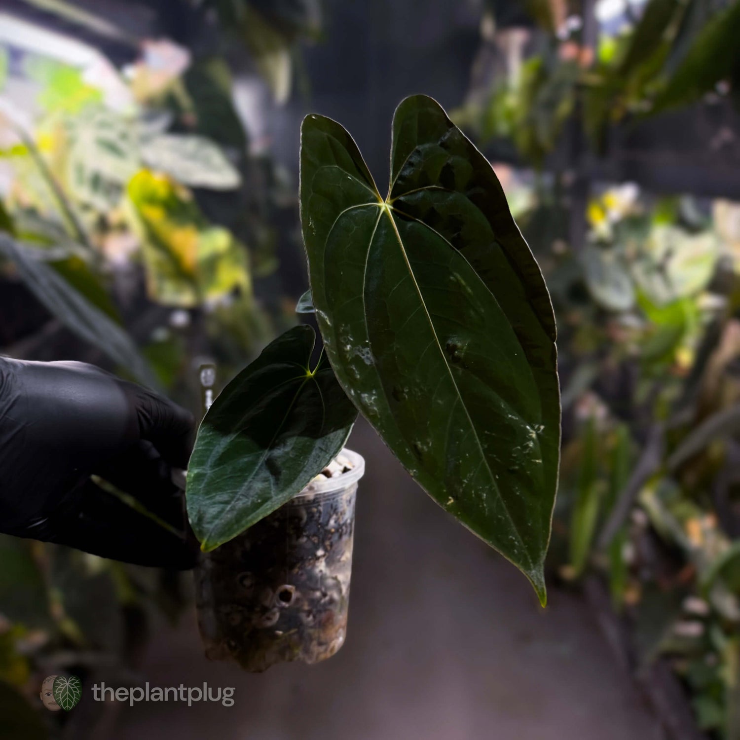 Anthurium papillilaminum FSRL x ((dress x carla) x BVEP) 🌟