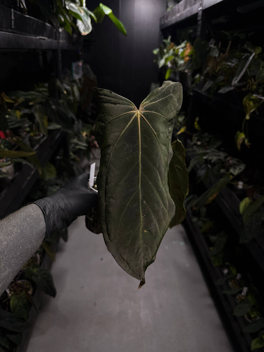 Anthurium (carlablackiae x dressleri) x (papillilaminum RLself) • holdback