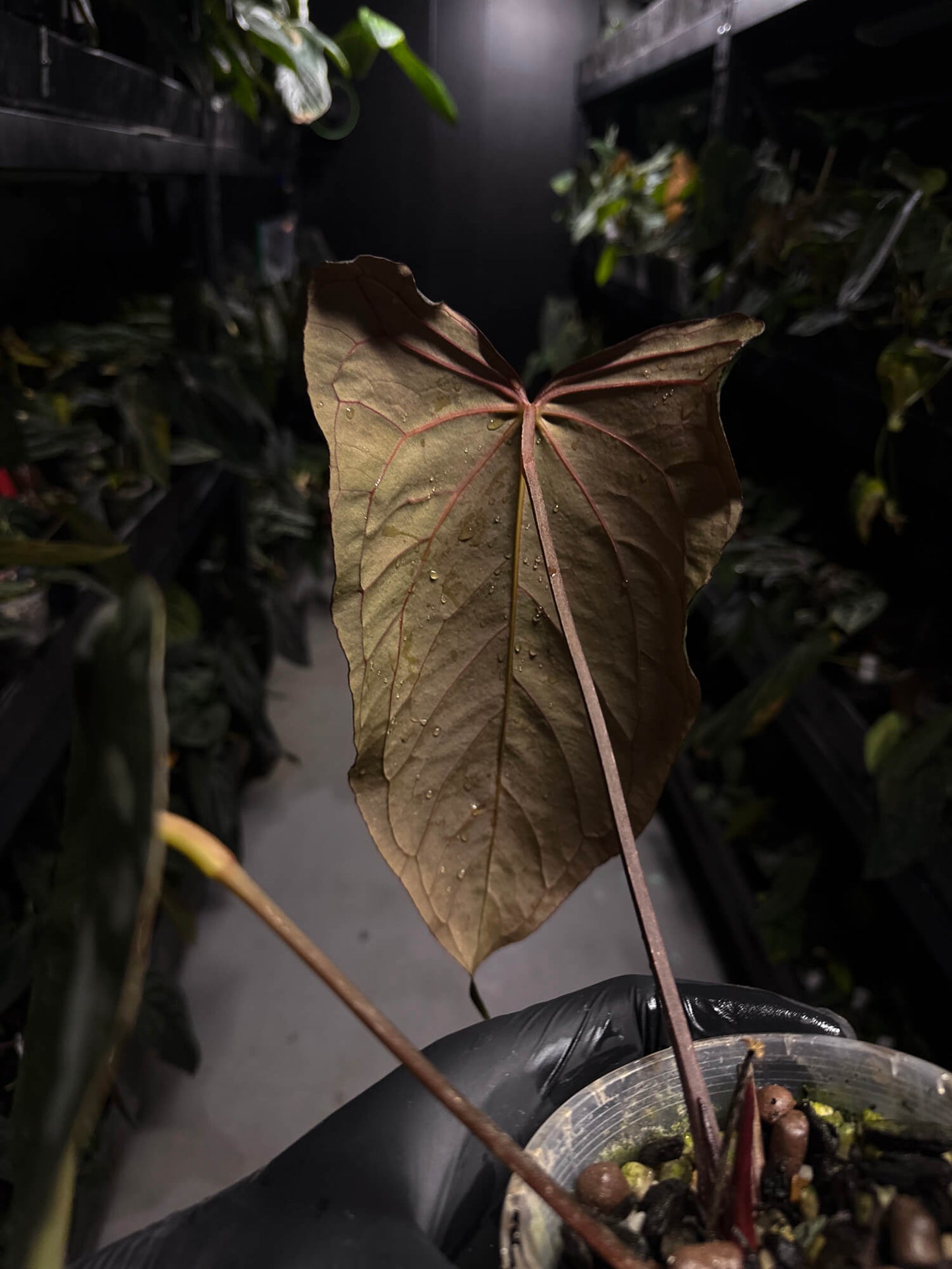 Anthurium (carlablackiae x dressleri) x (papillilaminum RLself) • holdback