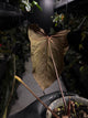 Anthurium (carlablackiae x dressleri) x (papillilaminum RLself) • holdback