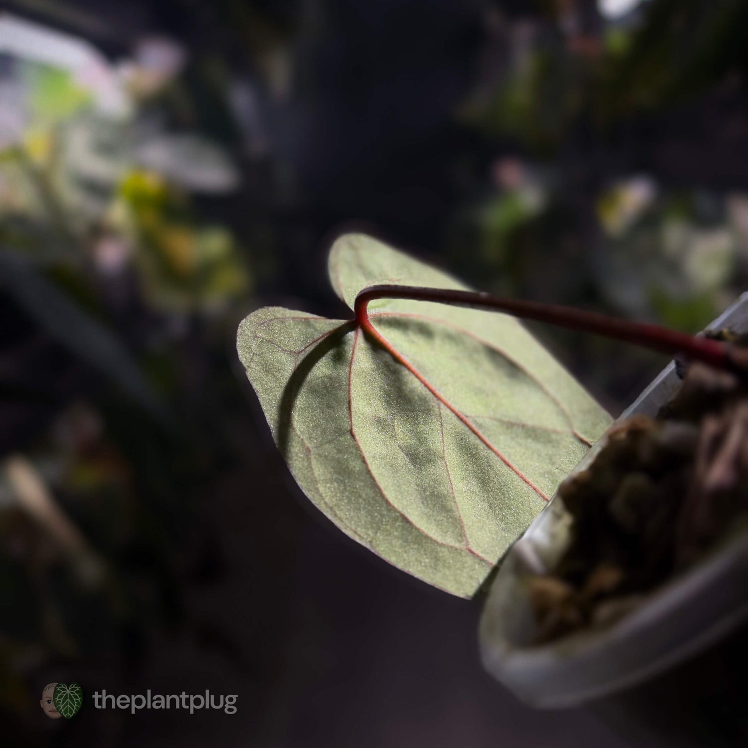 Anthurium [(pap x dress) x 'Waddle Noid'] #VolcanicAsh 🌋