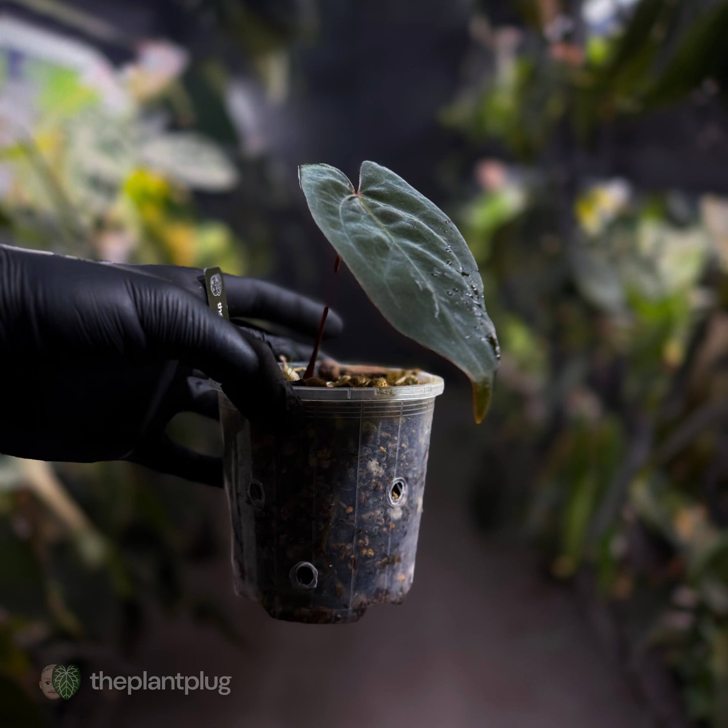 Anthurium [(pap x dress) x 'Waddle Noid'] #VolcanicAsh 🌋