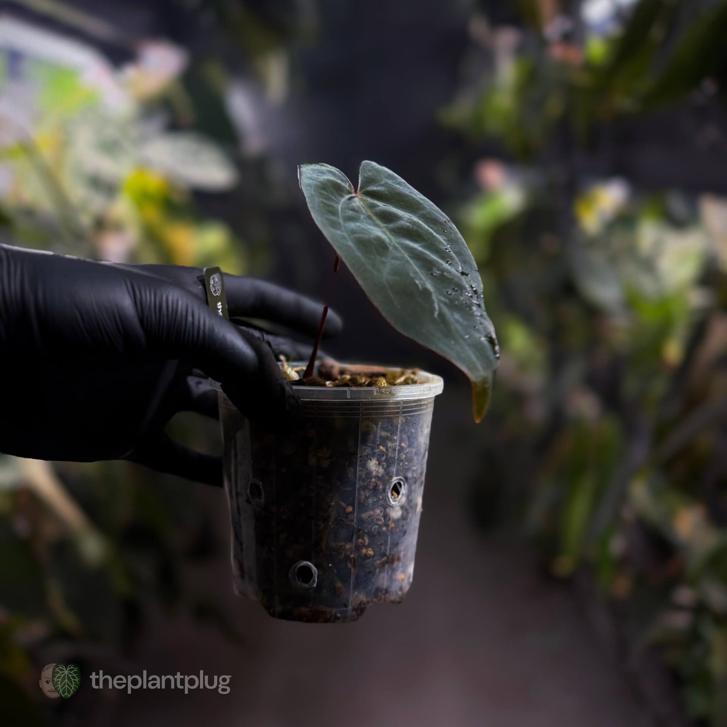 Anthurium [(pap x dress) x 'Waddle Noid'] #VolcanicAsh 🌋