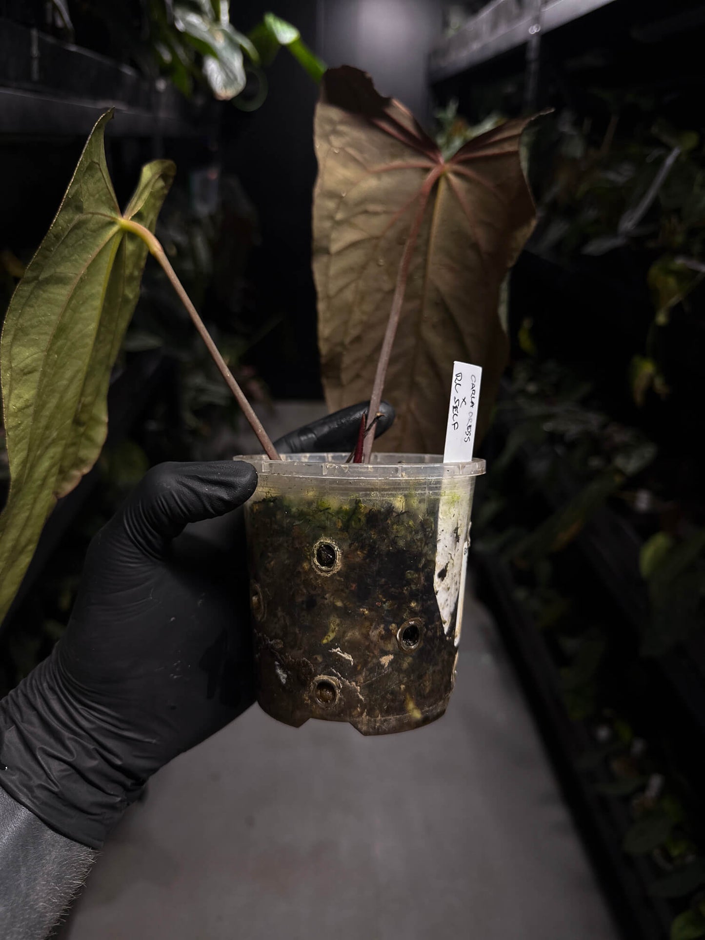Anthurium (carlablackiae x dressleri) x (papillilaminum RLself) • holdback