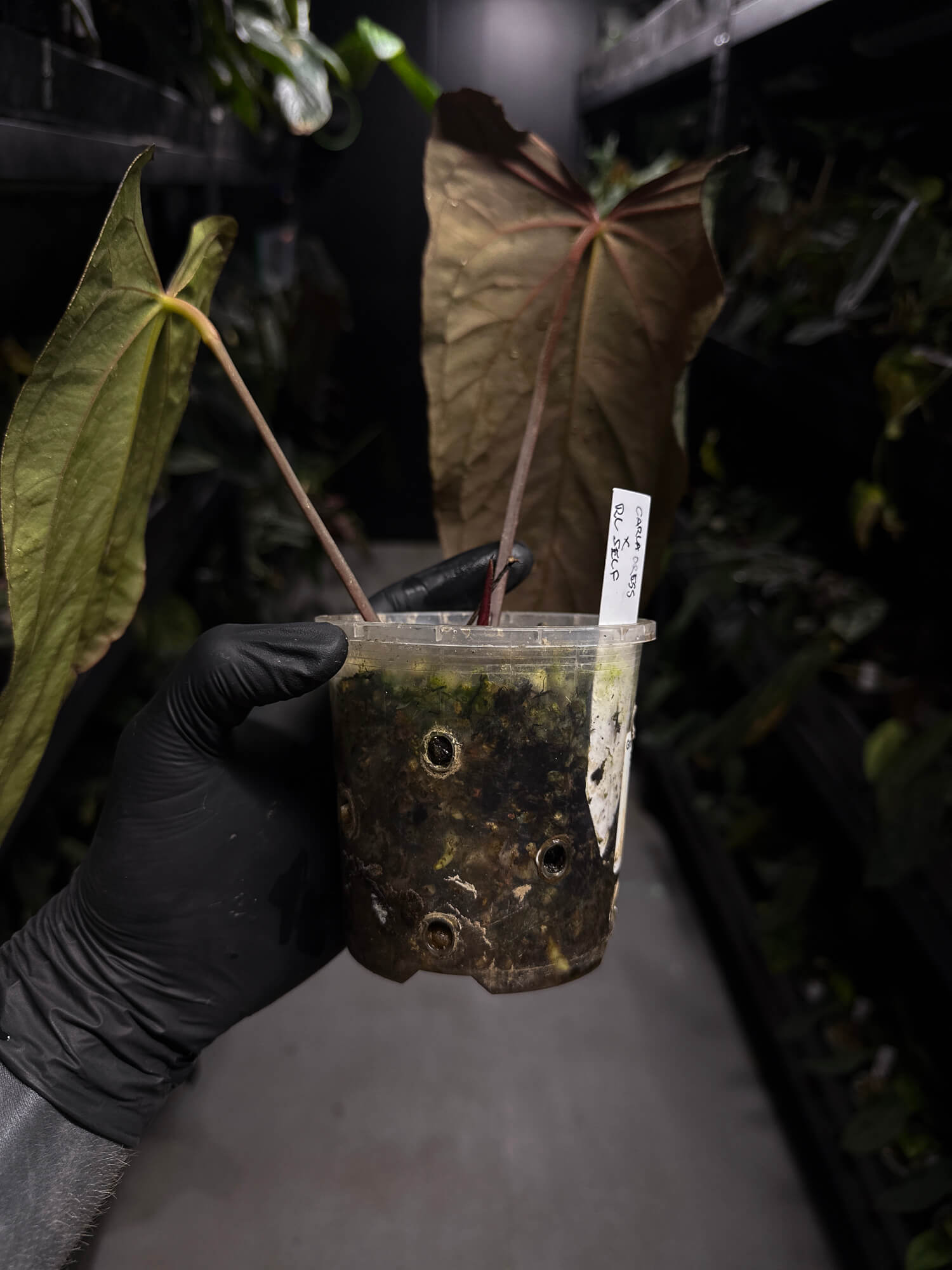 Anthurium (carlablackiae x dressleri) x (papillilaminum RLself) • holdback