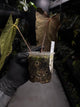 Anthurium (carlablackiae x dressleri) x (papillilaminum RLself) • holdback