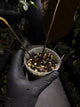 Anthurium (carlablackiae x dressleri) x (papillilaminum RLself) • holdback