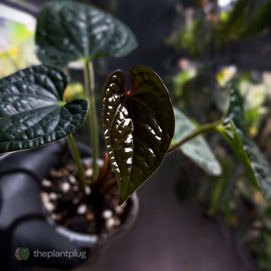 Anthurium luxurians • non-TC