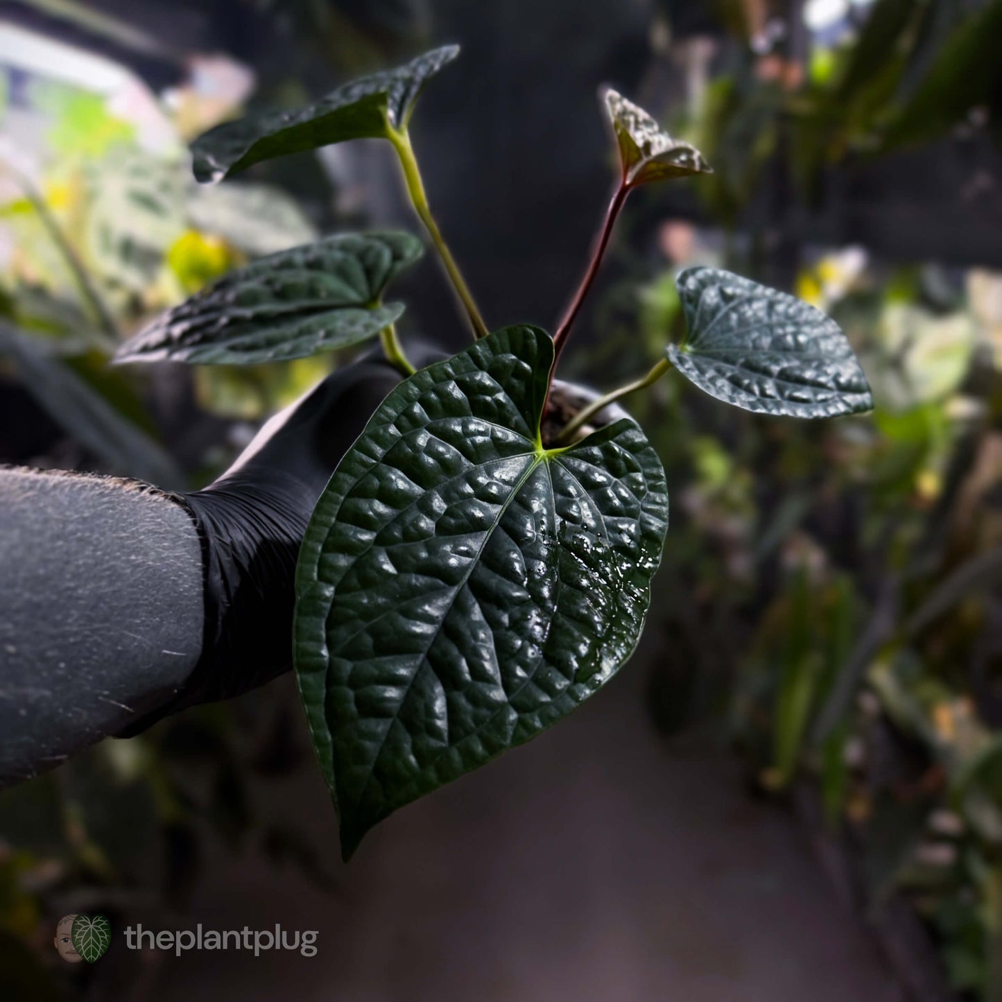 Anthurium luxurians • non-TC