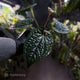 Anthurium luxurians • non-TC
