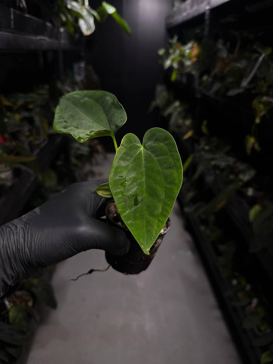 Anthurium papillilaminum 'RA6' x antolakii / 'BVEP'