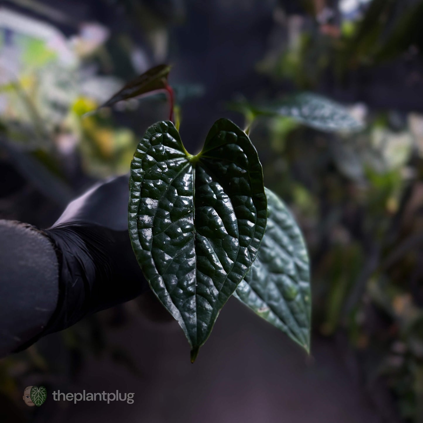 Anthurium luxurians • non-TC