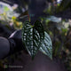 Anthurium luxurians • non-TC
