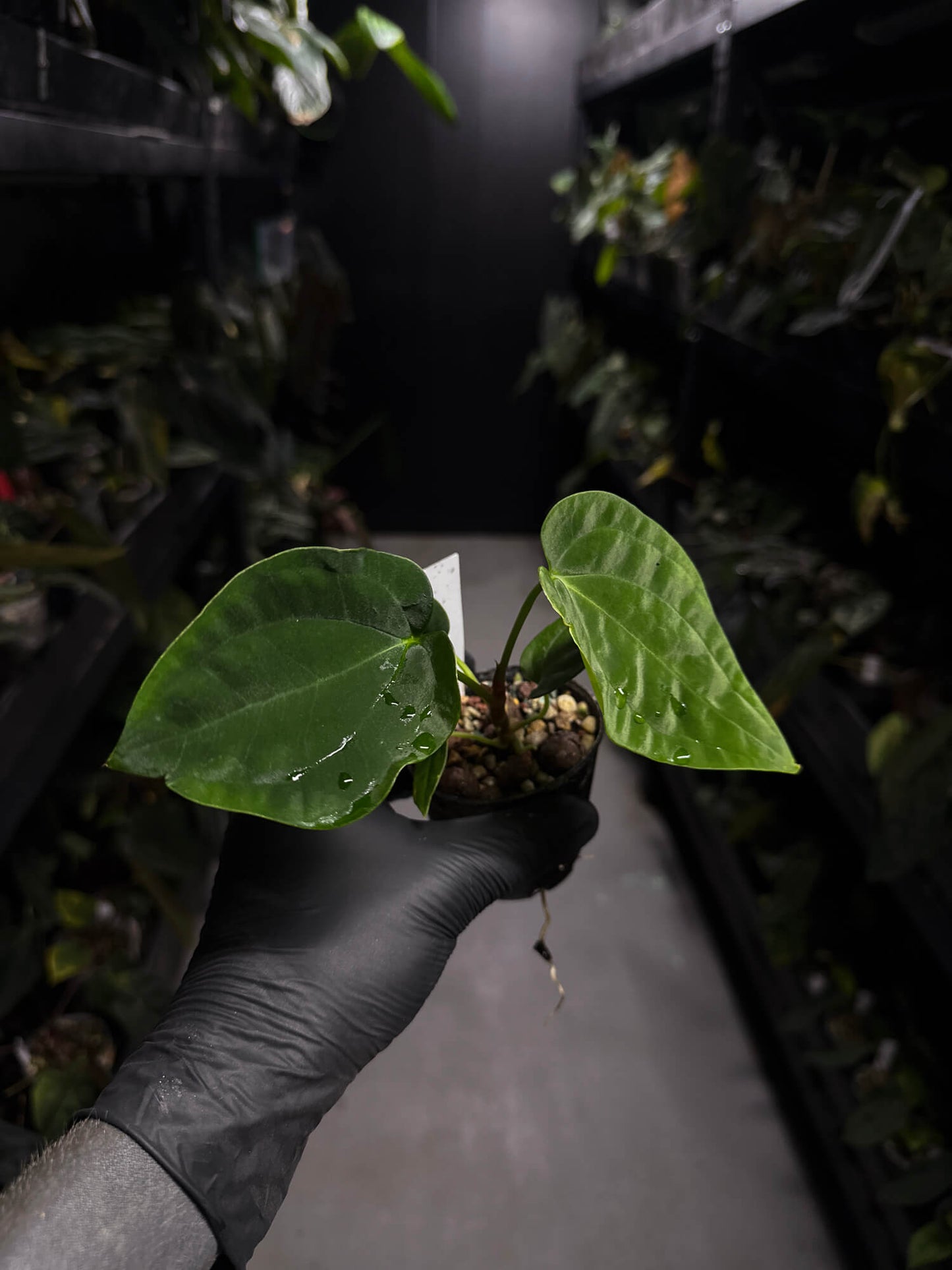 Anthurium papillilaminum 'RA6' x antolakii / 'BVEP'