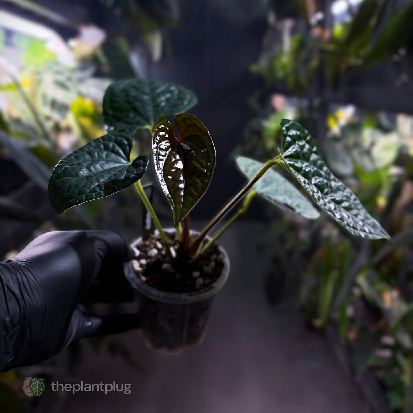 Anthurium luxurians • non-TC